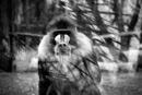 3 Descrizione del bosco